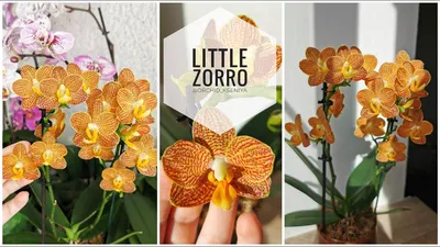 Phal. Little Zorro / Indian Summer (орхидея фаленопсис Маленький Зорро /  Индиан Саммер) - YouTube