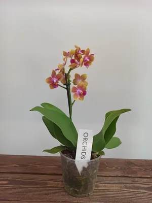 Ароматная красотка. Орхидея Zorro Amato - YouTube