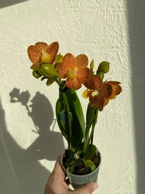 орхидея #фаленопсис #литлзорро #орхидеялитлзорро #оранжевая #комнатны... |  TikTok