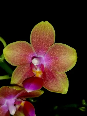 Почему орхидея цветет не как на картинке | Олесечкины сказки | Дзен