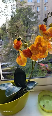 Орхидеи Фаленопсис - цвет оранжевый купить на ROZETKA: цена, отзывы