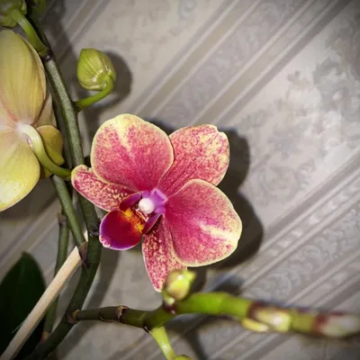 Трилипс орхидея - хотите узнать что это такое ?