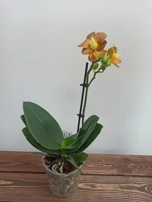Новое поступление цветущих орхидей! | ВКонтакте