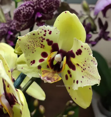 Некапризные орхидеи, с которыми вы справитесь | Олесечкины сказки | Дзен