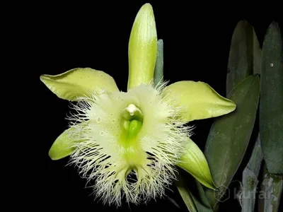 Новое поступление цветущих орхидей