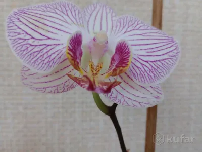 Орхидея Phalaenopsis Ravello