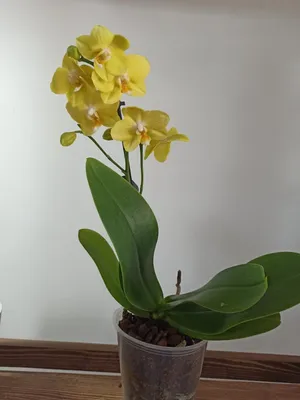 Фаленопсисы - Самые Красивые Орхидеи