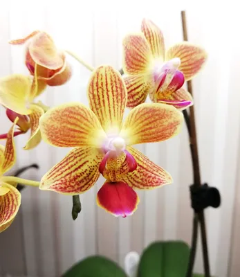 Орхидея из латекса | AliExpress