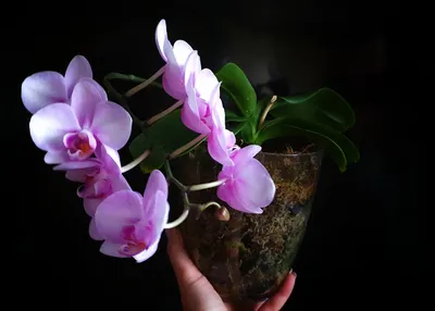 Орхидея Фаленопсис с 2 цветоноса
