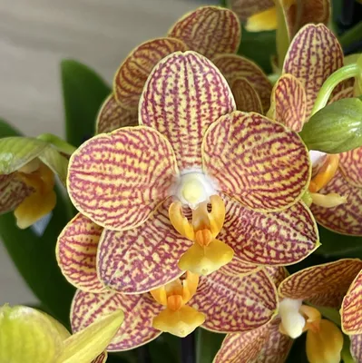 Все вопросы о цветении орхидей | Олесечкины сказки | Дзен