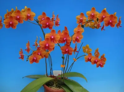 Орхидея Little Zorro или Indian Summer, потрясающая мультифлора на 2  веточки, которая очень долго цветет😍 Супер цена только до конца этой  недели - 265 грн!!! (обычная цена 365... - Орхидеи Фаленопсис -