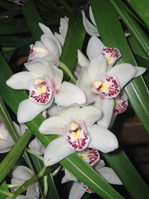 Орхидея Phalaenopsis Pescara peloric