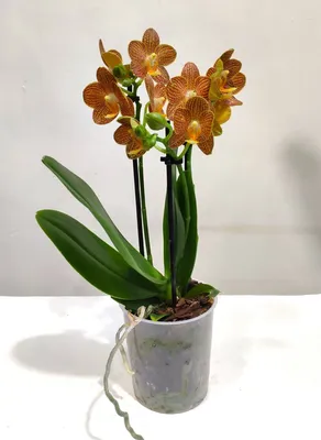 Орхидея Rl.Digbyana(продано), цена 45 р. купить в Докшицах на Куфаре -  Объявление №219168353