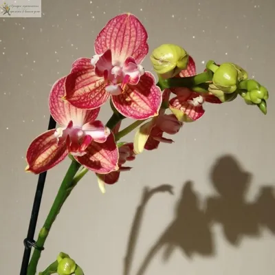 Орхидея Фаленопсис Индиан Саммер 2 ствола (Phalaenopsis Indian Summer)