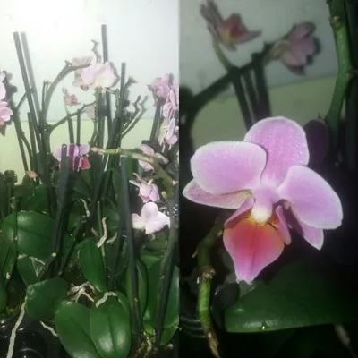 Орхидея, цена 30 р. купить в Новополоцке на Куфаре - Объявление №220367779