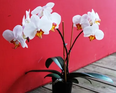 Орхидеи Без бренда Фаленопсис купить на ROZETKA: цена, отзывы