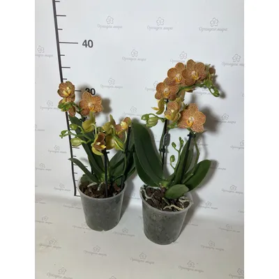 Купить Фаленопсис (орхидея) 12*45 2 ствола Little Zorro (Ter Laak Orchids)  оптом | Paeonia