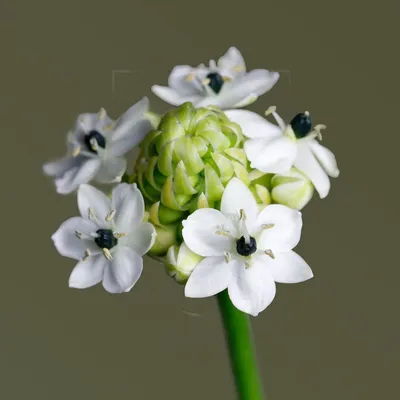 Орнитогалум белый «saundersiae» (поштучно) купить с доставкой в СПб