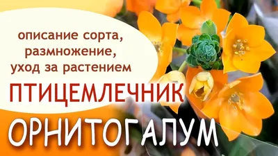 Орнитогалум - заказать и купить цветы с доставкой | Donpion