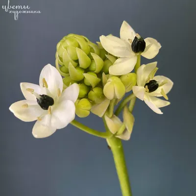 Орнитогалум Saundersiae - «Цветы художника»
