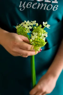 Орнитогаллум - Срезанные цветы - Срезка - GreenInfo.ru