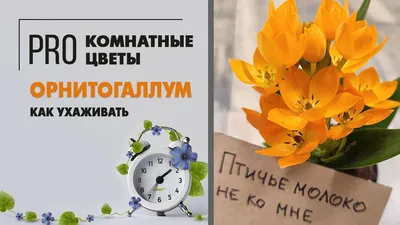 Орнитогалум Dubium Oranje в интернет магазине Украфлора