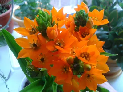 Орнитогалум - цветок, который вам нужен | Как за ним ухаживать - YouTube
