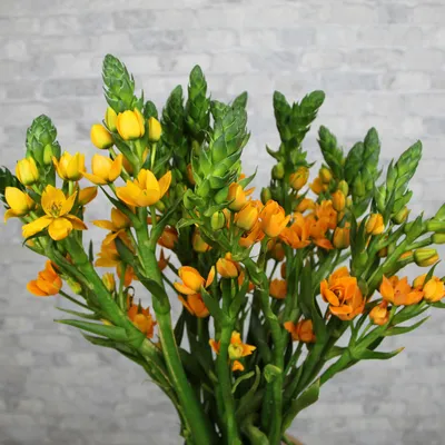 Орнитогалум (Ornithogalum)