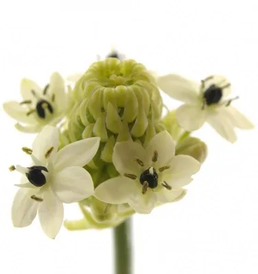 Орнитогалум (Птицемлечник) зонтичный: купить в Москве саженцы Ornithogalum  umbellatum в питомнике «Медра»