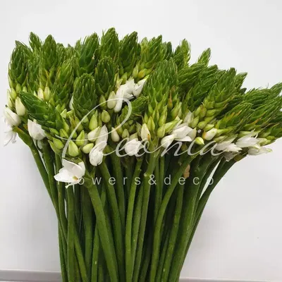 Купить оптом Ornithogalum Saundersiae (Орнитогалум Саундерсай) В95