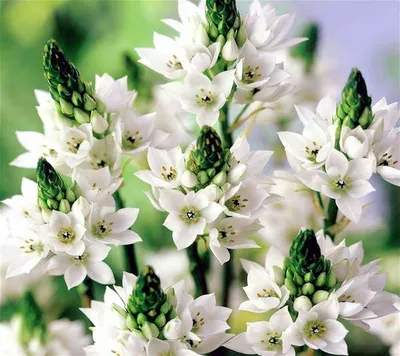 Удивительное растение Орнитогалум: фото в формате jpg