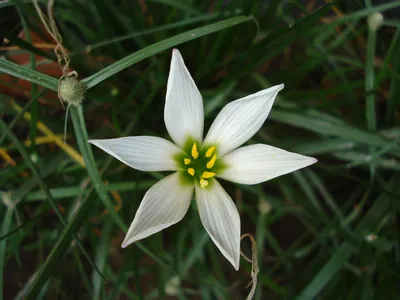 Фото Орнитогалума с великолепным фоном: красивая картинка для декорации