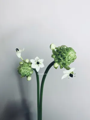 Орнитогалум - созвездие цветов: загрузите фото в webp формате