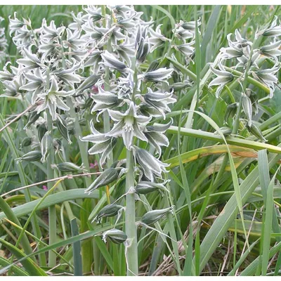 Волшебство цветов: красивое фото Орнитогалума в формате png