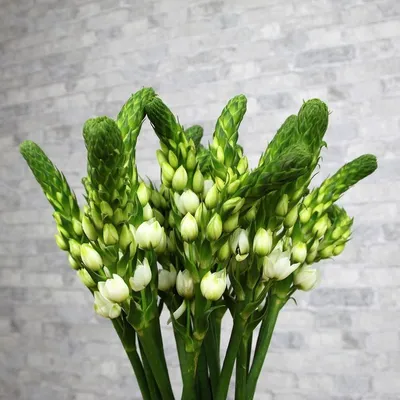 Орнитогалум - идеальное растение для обоев на вашем рабочем столе