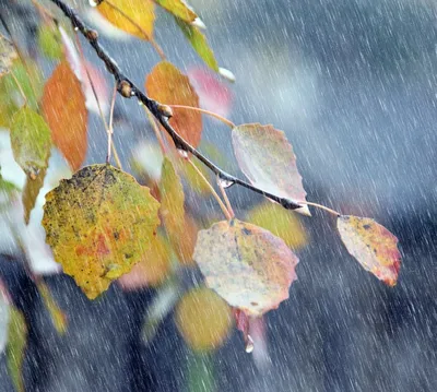 Фото дождя в осеннем парке: насладитесь природой