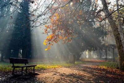 Одиночество в осеннем дожде: красивые фотографии