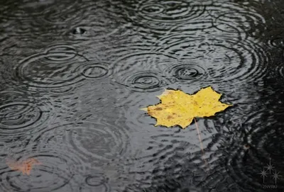 Волшебство осеннего дождя: фото в формате webp