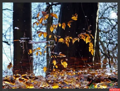 Фото дождевого листопада в осеннем лесу: волшебный пейзаж