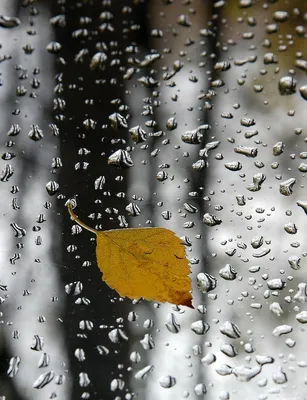 Осенняя печаль в фотографиях дождя: наслаждайтесь красотой