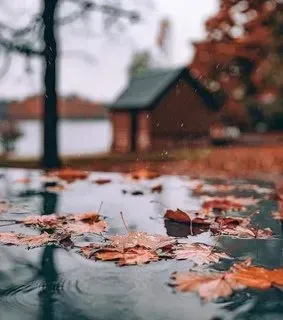Меланхолия осеннего дождя: изображения для вдохновения
