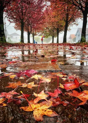 Осень дождь грусть: бесплатное скачивание фото в хорошем качестве