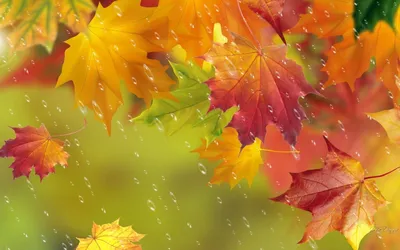 Осень дождь грусть: изображения для вдохновения и обоев