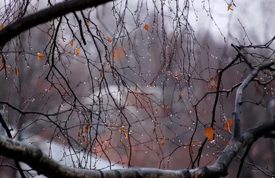 Онлайн пазл «Осенний дождь»