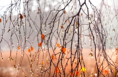 Осень дождь» — создано в Шедевруме