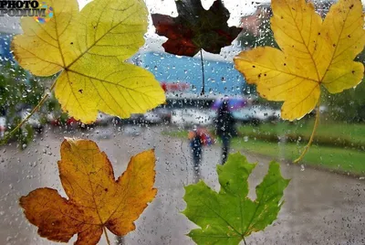 Осенний дождь - красивые фото