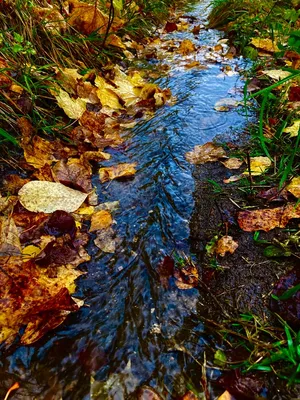 Осенний дождь :: виктор омельчук – Социальная сеть ФотоКто