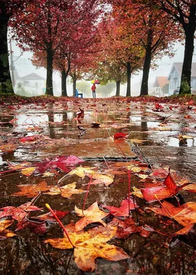 Фото Осень дождь: погрузитесь в мир влажных и оттененных красок