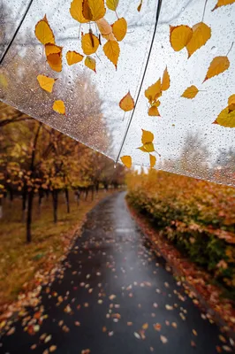 Золотая осень: фото дождевых дней