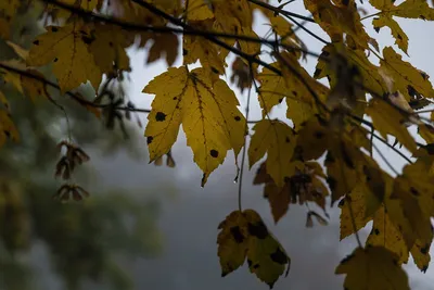 Осенний шарм: картинки Осень дождь
